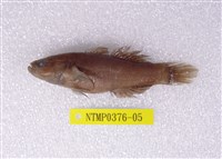 藏品(黑塘鱧)的圖片